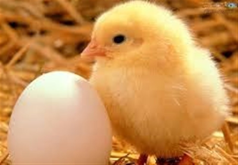 میهمانان و موضوع برنامه های زنده چهارشنبه اول بهمن شبکه آموزش ؛ آخرین اخبار کرونا همراه با ایرج حریرچی در صبحی دیگر